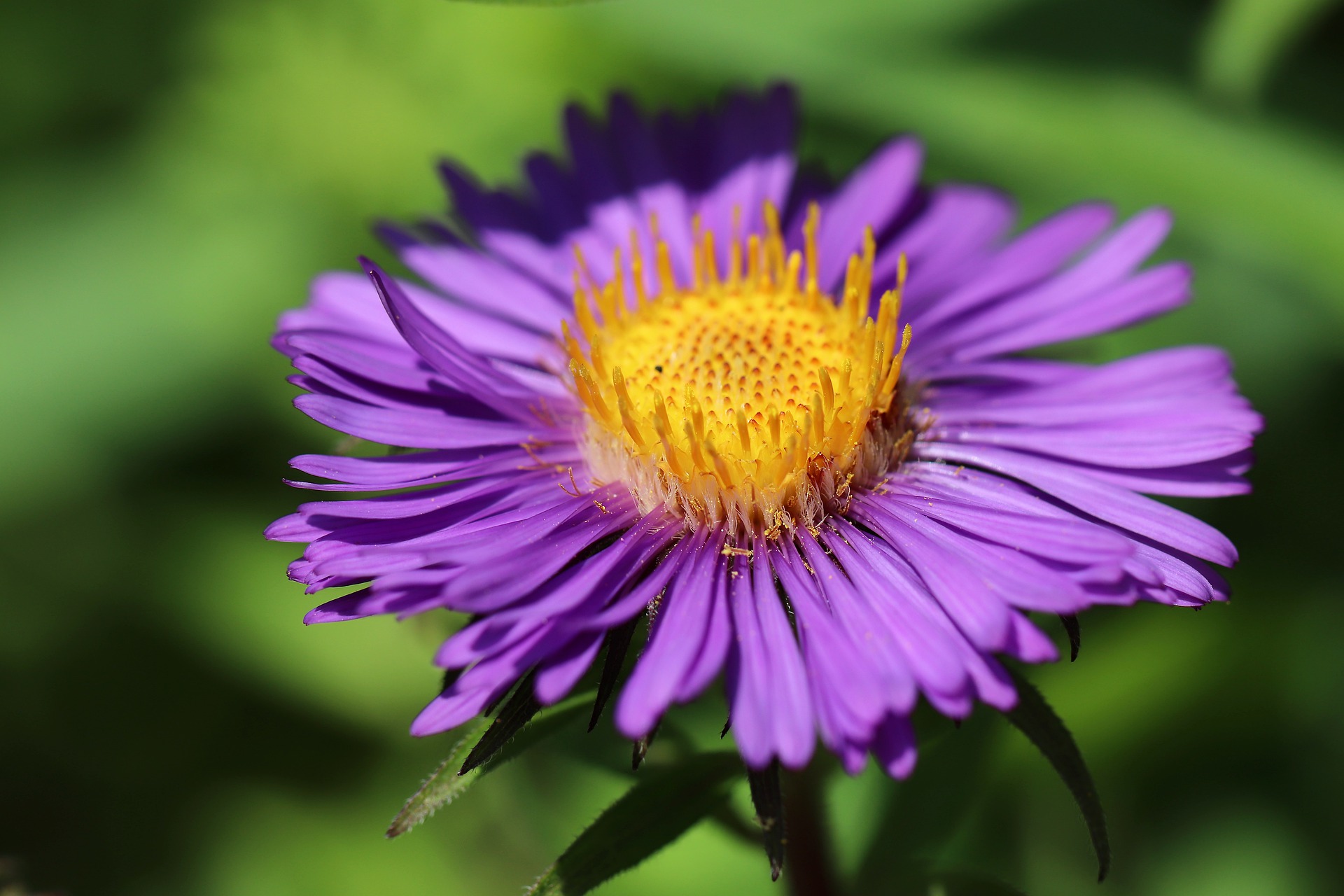 Kleine Aster von Gottfried Benn
