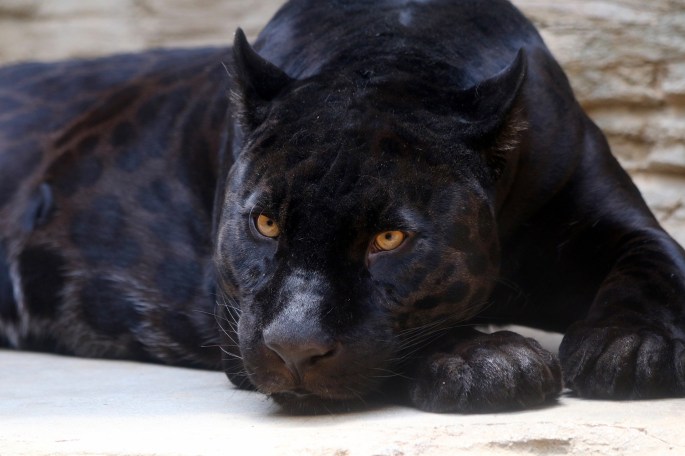 Das Bild zeigt einen schwarzen Panther.