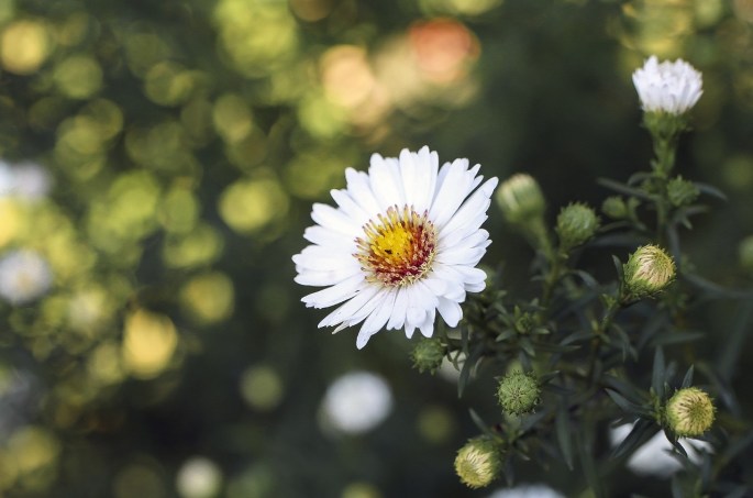 Weiße Herbstastern von René Schickele