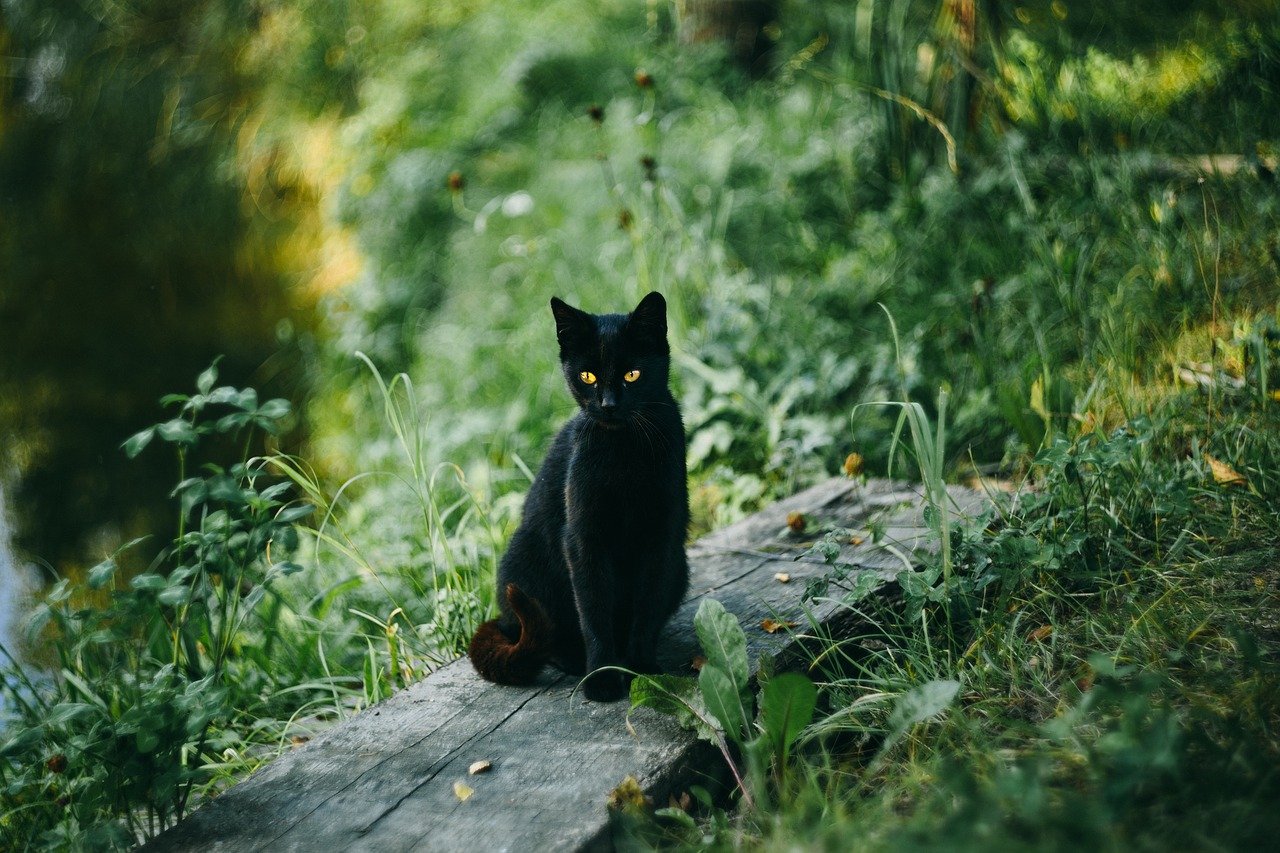 Das Bild zeigt eine schwarze Katze.